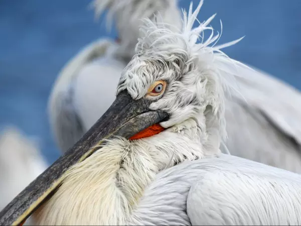 Фото к материалу: Птицы Ростовского зоопарка готовятся к брачному сезону