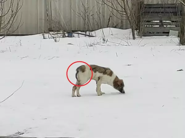 Фото к материалу: Капкан или петля: волонтеры Ростовской области помогли щенку с травмированным хвостом