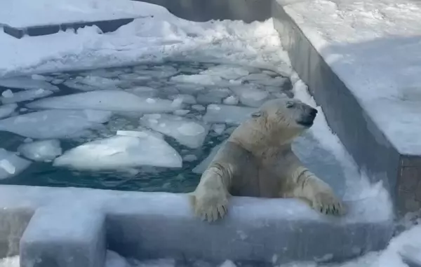 Фото к материалу: В Ростовском зоопарке показали, как белый медведь Айон принимает холодные ванны