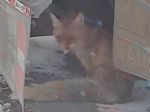 Фото к материалу: Найденную в Шахтах раненую лису вынуждены застрелить