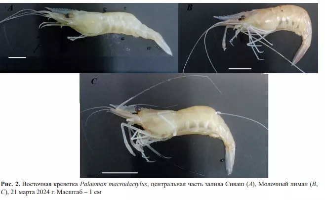 Дальневосточная креветка за 10 лет расселилась по всему Азовскому морю