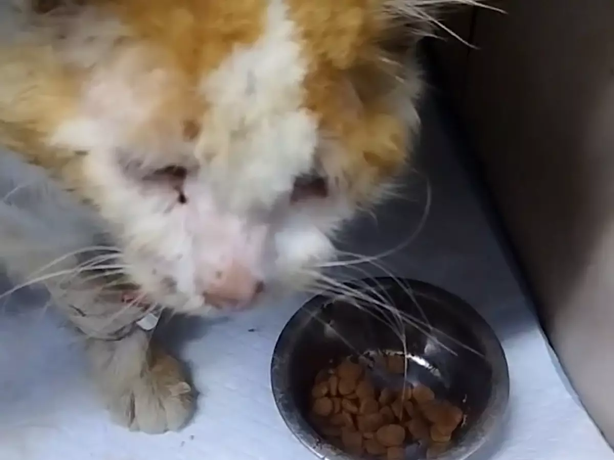 В Шахтах ветврачи продолжают бороться за жизнь кота, у которого диагностировали иммунодефицит 