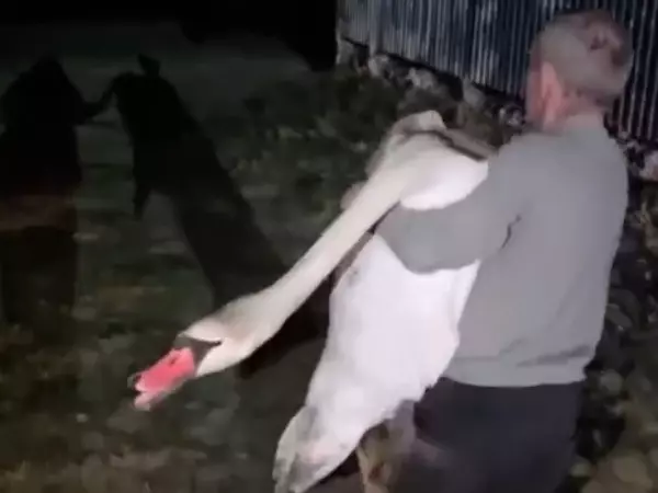 Раненный лебедь вышел за помощью к работягам из Батайска