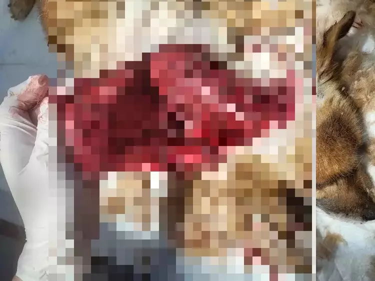 Двух животных с жуткими травмами спасают волонтеры из Ростовской области