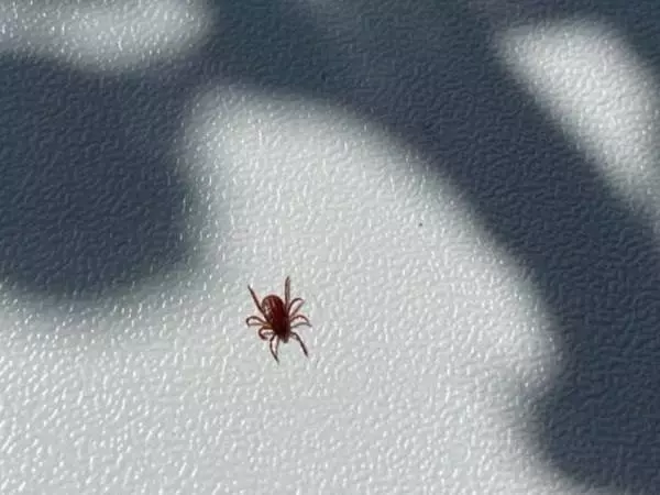 В Батайске два ребенка и один взрослый получили укусы клещей