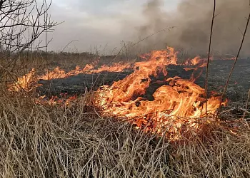 Плановые выжигание сухостоя на Левом берегу Дона в Ростове перенесли на один день