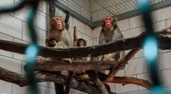 В парке «Малинки» японских макак переселят в уличный вольер после карантина