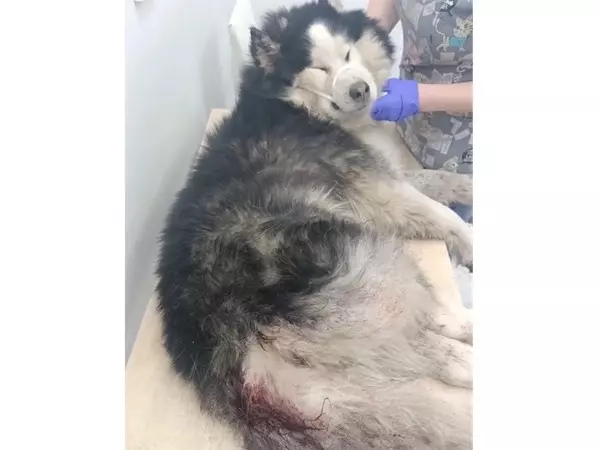 Едва не погиб, истекая кровью: в Шахтах ветврачи спасают хаски с множественными ранами