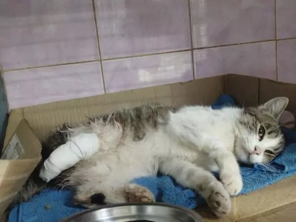 В Ростовской области волонтеры спасают кота с раздробленной лапой