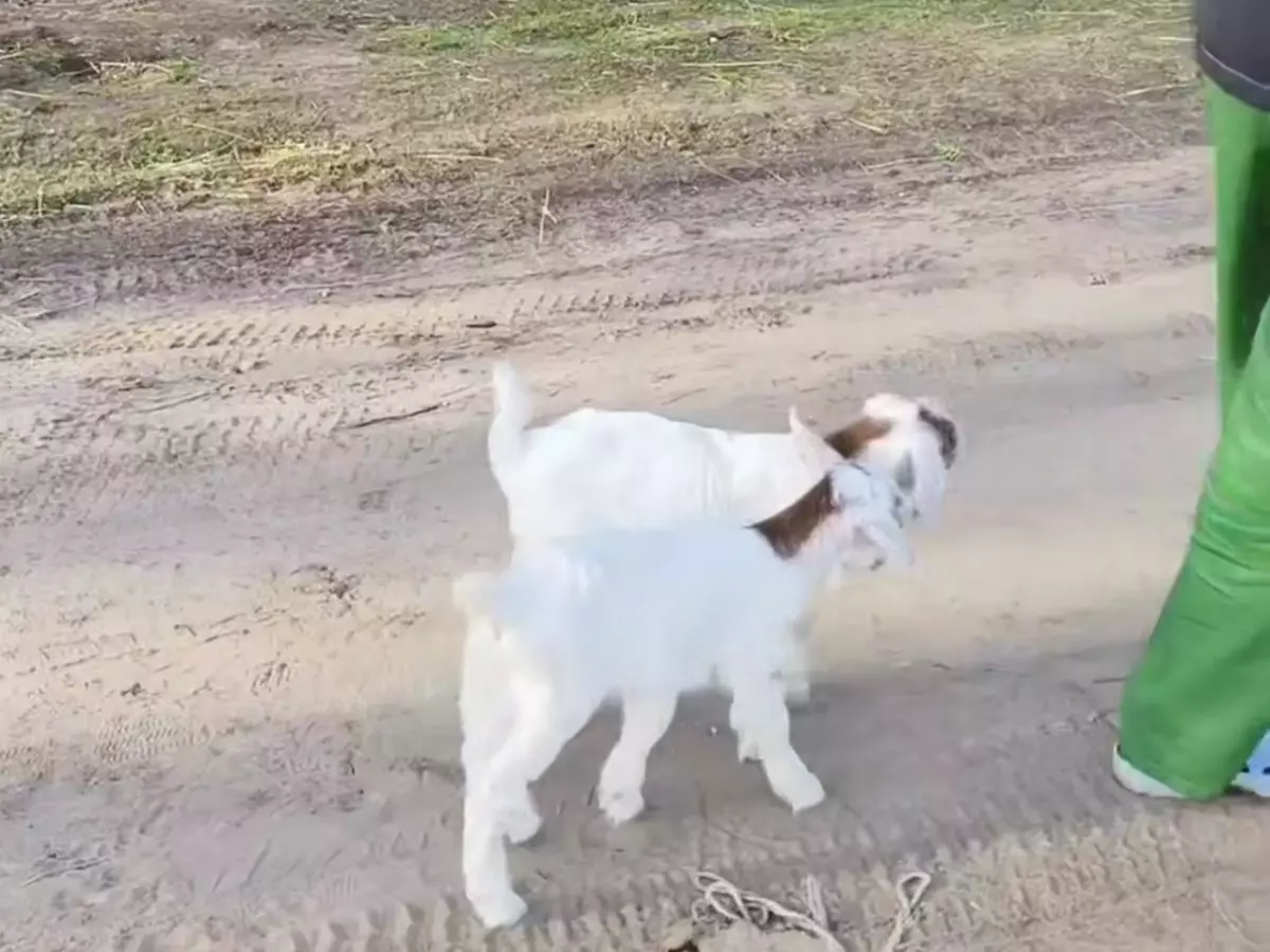 Сицилийских козлят Гиргентана из парка «Лога» впервые вывели на прогулку