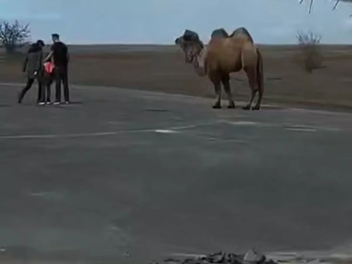 На трассе в Ростовской области водители заметили верблюда