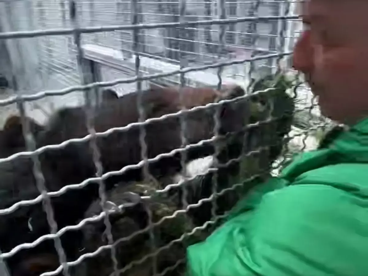 В парке «Малинки» медведицу Машу переселили к японским макакам