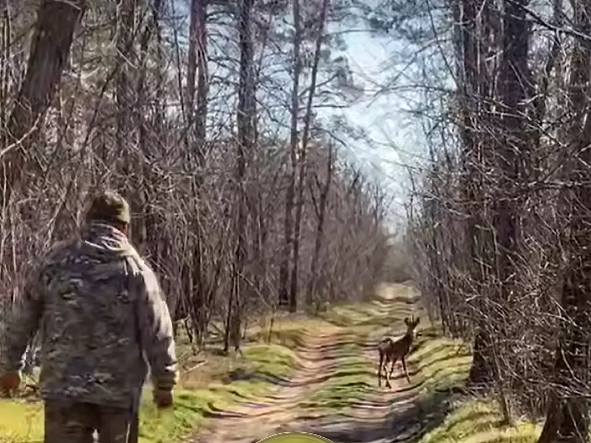 Косуленка Сапера из парка «Лога» выпустили в естественную среду обитания
