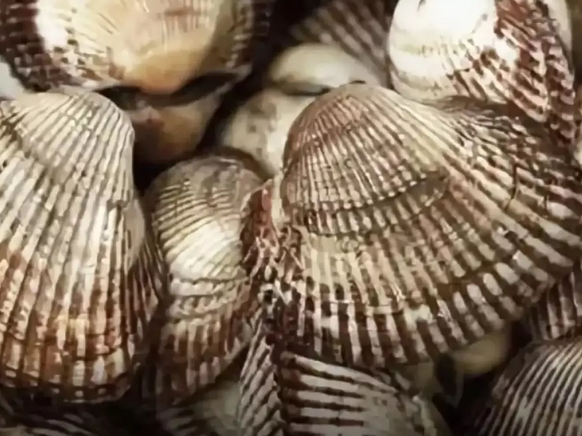 Новые виды моллюсков активно заполняют акваторию Азовского моря и Таганрогского залива