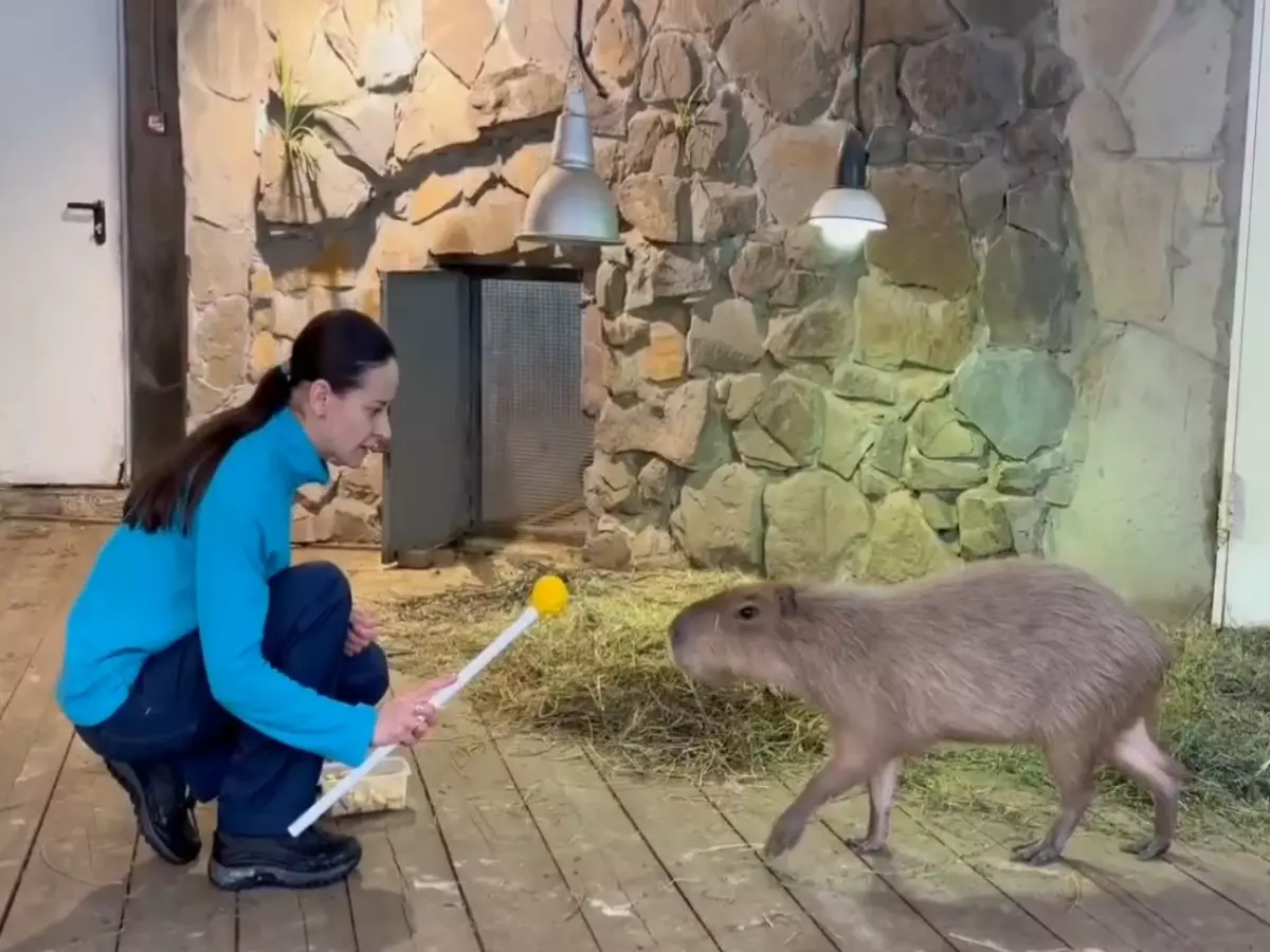 В Ростовском зоопарке проверяют наличие инфекций у капибар с помощью скотча