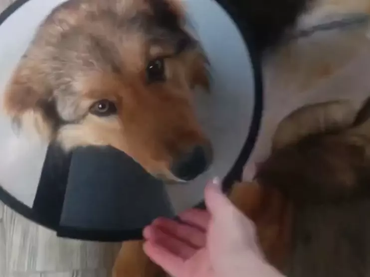 У пса с жуткими травмами после ДТП из Азова обнаружили новые заболевания