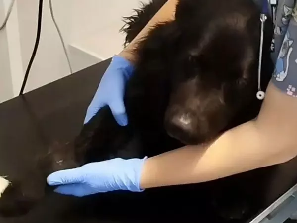 На Дону дорогостоящая операция нужна псу с переломами лап, который пострадал в ДТП