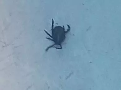 В Ростове из-за теплой погоды активизировались клещи 