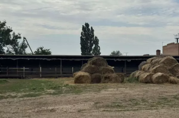 Фото к материалу: Две животноводческие фермы за десятки миллионов рублей продают в Ростовской области