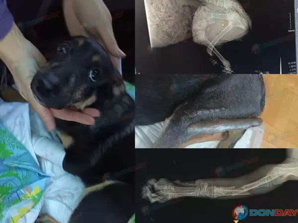 Фото к материалу: Вторая жизнь: В Зверево люди собрали 25 тысяч на спасение щенка, выпавшего из окна