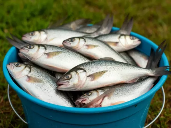 Фото к материалу: Жители Ростовской области заплатят около 1 млн за незаконный вылов краснокнижной рыбы