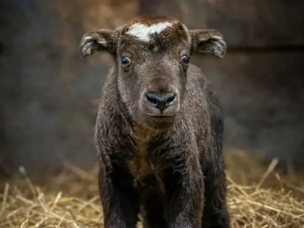 Фото к материалу: В Ростовском зоопарке на свет появился такин мишми