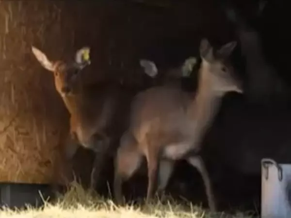 Фото к материалу: В Ростовской области выросла популяция пятнистых оленей и муфлонов