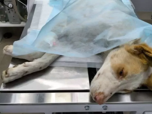 Фото к материалу: Сложную операцию провели псу из Азова с тяжелым переломом берцовой кости