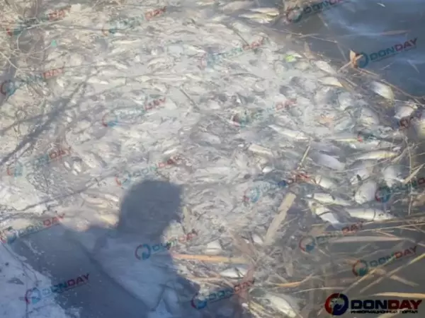 Фото к материалу: В Минприроды прокомментировали массовую гибель рыбы в водохранилище в Шахтах