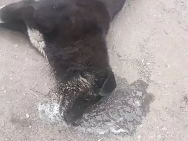 Фото к материалу: В Шахтах спасают собаку, которую отравили неизвестные 