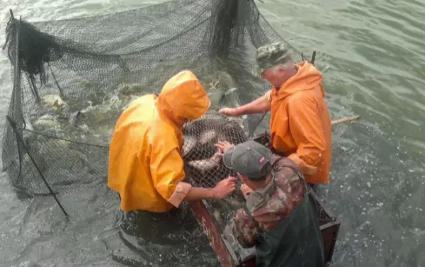 Фото к материалу: Еще один крупный рыбоводческий комплекс выставили на продажу в Ростовской области