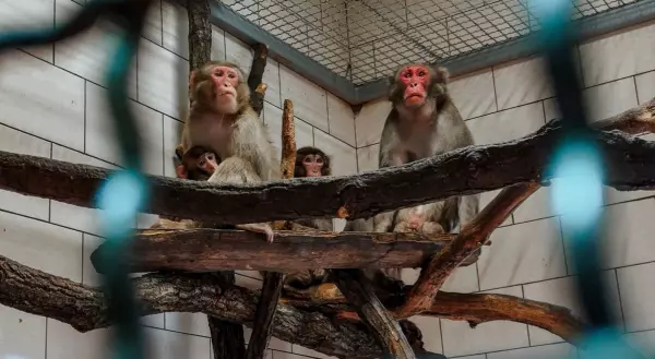 Фото к материалу: В донском парке «Малинки» японских макак проверили на обезьянью оспу