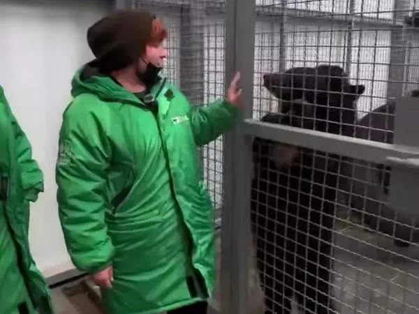 Фото к материалу: Гималайскую медведицу без зубов в парке «Малинки» перевели на правильное питание