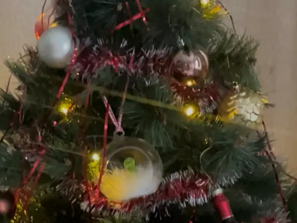 Фото к материалу: Ростовский астролог назвала даты, когда лучше всего убирать елку в 2026 году