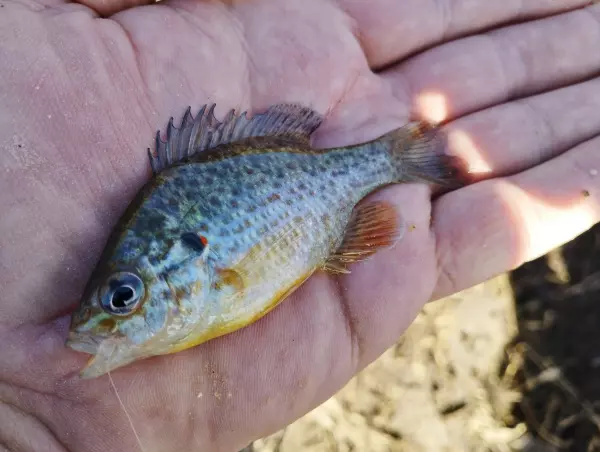 Фото к материалу: Рыбак из Новочеркасска выловил в теплом канале редкого солнечного окуня 