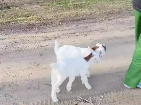 Фото к материалу: Сицилийских козлят Гиргентана из парка «Лога» впервые вывели на прогулку