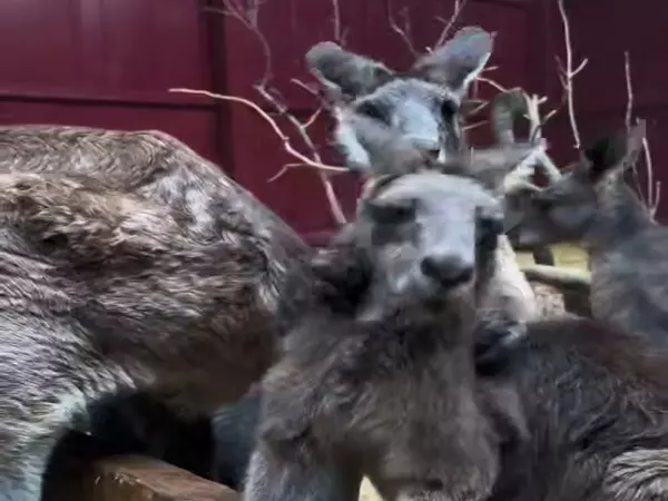 Фото к материалу: В парке «Малинки» кенгуру сравнили с Николаем Василенко