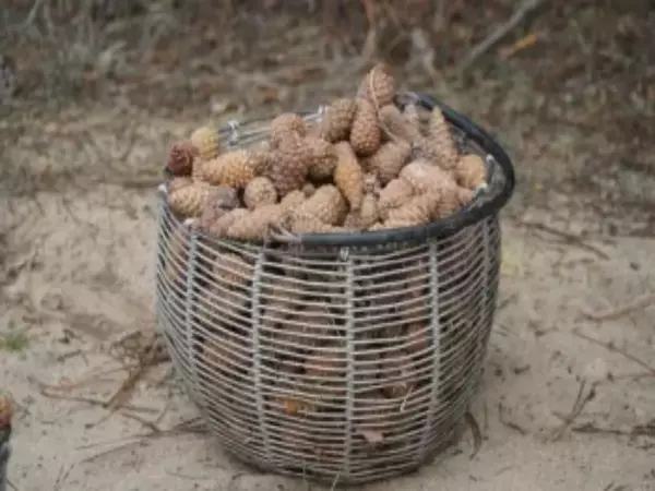 Фото к материалу: В Ростовской области для восстановления лесов собрали больше 3 тонн шишек