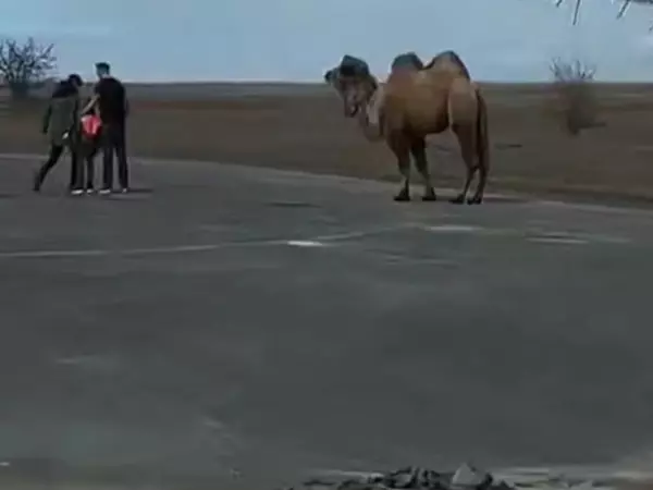 Фото к материалу: На трассе в Ростовской области водители заметили верблюда