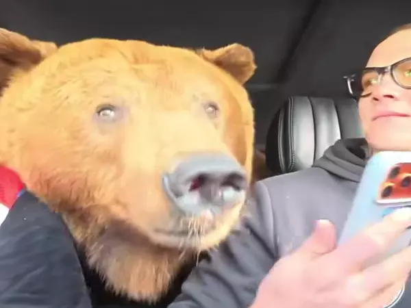 Фото к материалу: Ростовский каскадер Евгений Чеботарев прокатился на «Гелике» с бурым медведем