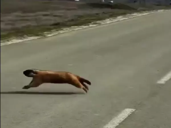 Фото к материалу: В Ростовской области после долгой спячки проснулись сурки байбаки