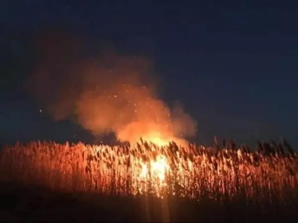Фото к материалу: В Ростовской области на площади 500 квадратов горел камыш