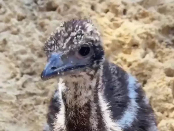 Фото к материалу: Ростовский зоопарк показал как подросли детеныши страуса Эму