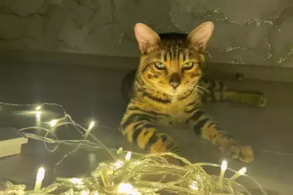 Фото к материалу: В Ростове пройдут плановые отключения света 20 марта