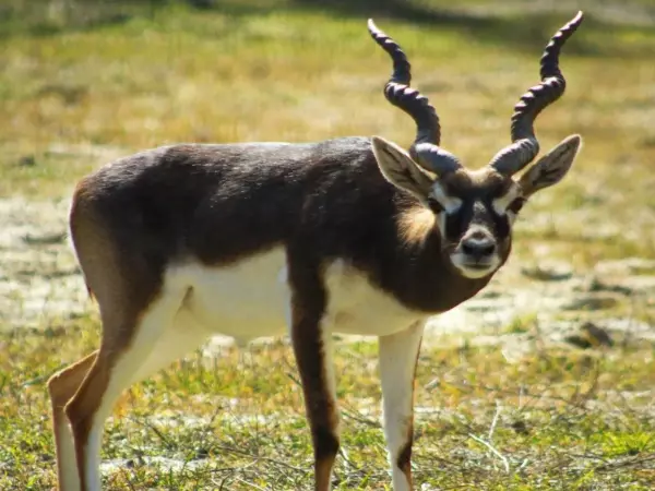 Фото к материалу: В Ростовском зоопарке антилоп гарна выпустили в уличные вольеры