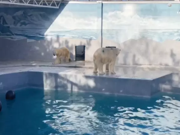 Фото к материалу: Влюбленные снова вместе: в Ростовском зоопарке показали семью белых медведей