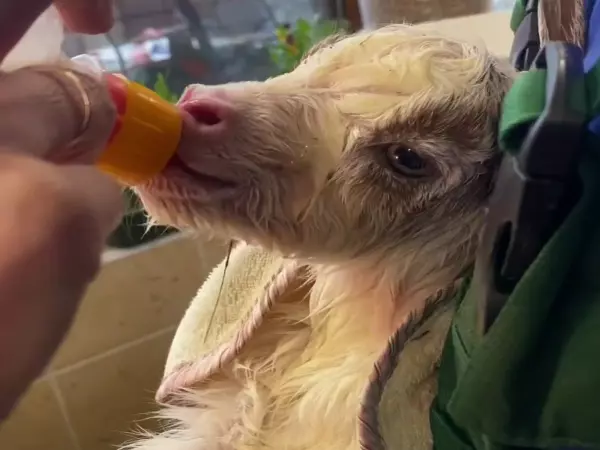 Фото к материалу: В донском парке «Лога» на свет появились редкие сицилийские козлята Гиргентана