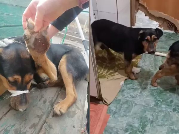 Фото к материалу: В Шахтах помогли собаке, которая срезала себе подушечку на лапе