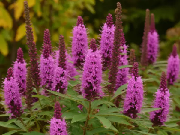 Фото к материалу: Аморфу кустарниковую признали опасной для Ростовской области: мнение эксперта