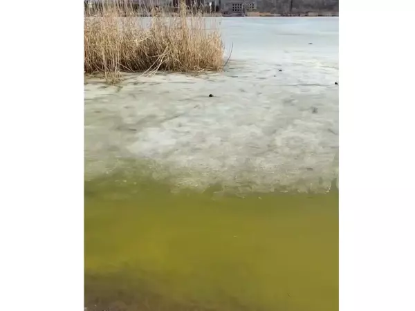 Фото к материалу: Вербенское водохранилище в Красном Сулине окрасилось в ядовито-зеленый цвет